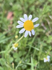 Matricaria chamomilla