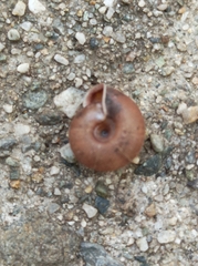 Helicodonta obvoluta