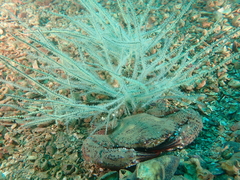 Portunidae