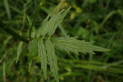 Valeriana officinalis