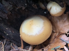 Kuehneromyces