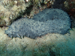 Holothuria