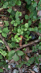 Potentilla indica