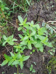 Stachys palustris