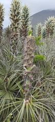 Puya