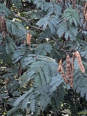 Albizia julibrissin