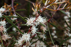 Hakea ulicina