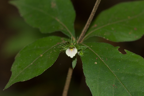 Blepharis maderaspatensis image