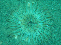 Condylactis aurantiaca