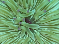 Condylactis aurantiaca