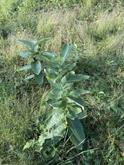 Asclepias syriaca