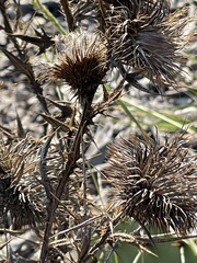 Cardueae