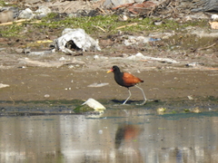 Jacana jacana