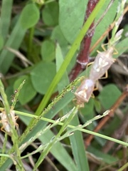 Oebalus