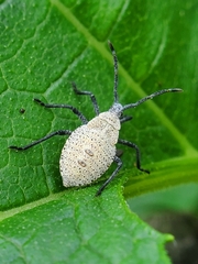 Anasa tristis