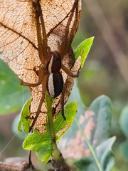 Dolomedes fimbriatus