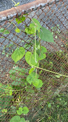 Ipomoea obscura