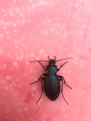 Carabus violaceus
