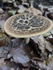 Polyporus tuberaster