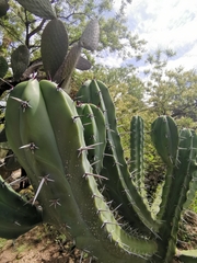 Myrtillocactus geometrizans