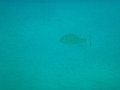 Sparus auratus