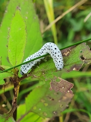 Tenthredo scrophulariae