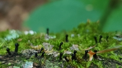 Holwaya mucida