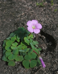 Oxalis commutata