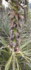 Puya