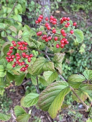 Viburnum dilatatum