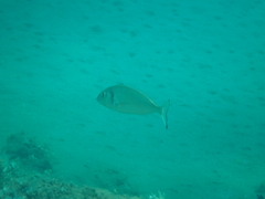 Sparus auratus
