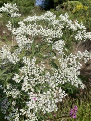 Eupatorium