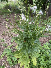 Erechtites hieraciifolius