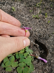 Oxalis commutata