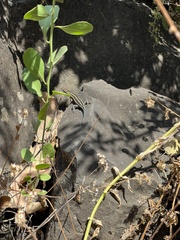 Trachylepis margaritifera