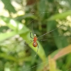 Argyrodes