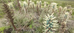Puya