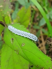 Tenthredo scrophulariae