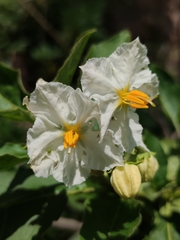 Solanum