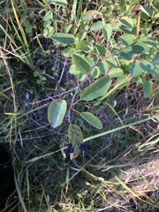 Amelanchier spicata
