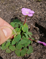 Oxalis commutata