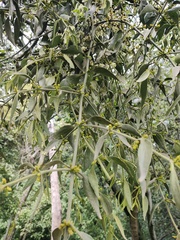 Phoradendron