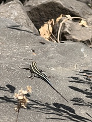 Trachylepis margaritifera