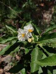 Solanum