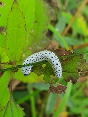 Tenthredo scrophulariae