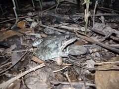 Leptodactylus fragilis