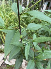 Helianthus tuberosus