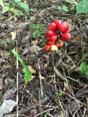 Arisaema triphyllum