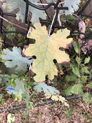 Macleaya cordata