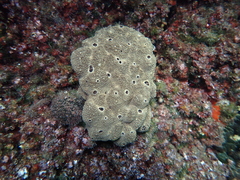 Irciniidae